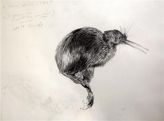 § Raymond Harris-Ching (b.1939) Study of a kiwi, 22 x 29in.